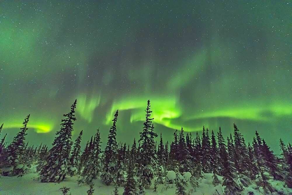 A swirl of aurora over the snow-covered trees of the boreal forest at the Churchill Northern Studies Centre, Churchill, Manitoba.