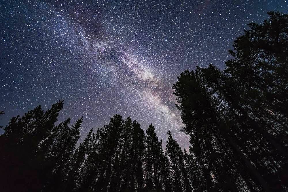 The summer Milky Way overhead and through the Summer Triangle stars in July, looking up through trees in Banff National Park at Herbert Lake. Deneb is at top left, Vega at top right, and Altair is at bottom. The bright Cygnus star cloud is obvious. As are the dark lanes in the Milky Way, including the Funnel Nebula at top, aka Le Gentil 3.