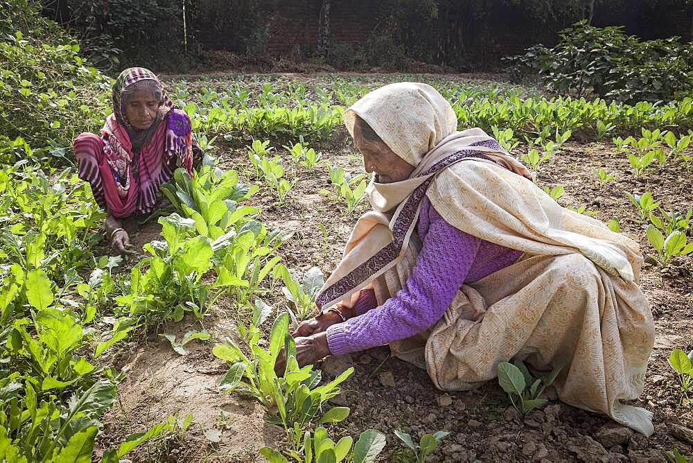 Widows working in the orchard, in Ma Dham ashram for Widows of the NGO Guild for Service, Vrindavan, Mathura district, India