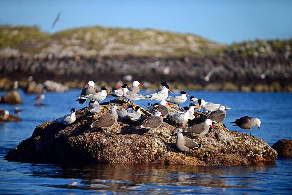 Elegant Terns (Sterna elegans) and Heermann's Gull (Larus heermanni) at La Rasa Island, Sea of Cortez, Mexico