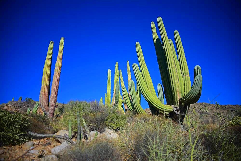 A large Mexican giant cardon cactus (Pachycereus pringlei) on Isla Santa Catalina, Baja California Sur, Mexico.