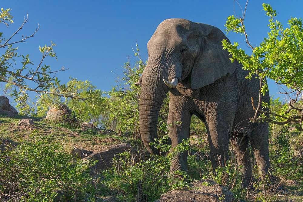 African Elephant (Loxodonta africana) in Kruger National Park, South Africa, feeding in a relaxed pose beside the road.