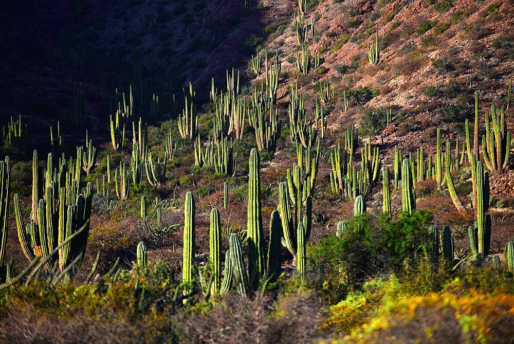 Mexican giant cardon cactus (Pachycereus pringlei) on Isla San Esteban, Baja California, Mexico.