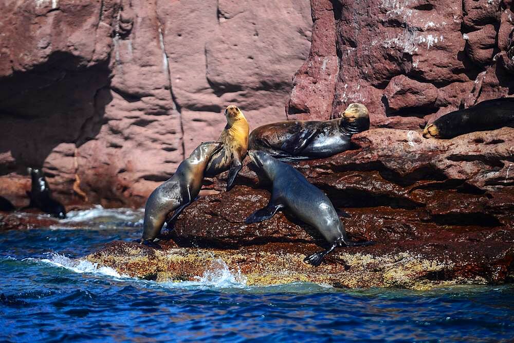 California sea lions (Zalophus californianus) in Baja California Sur, Mexico.