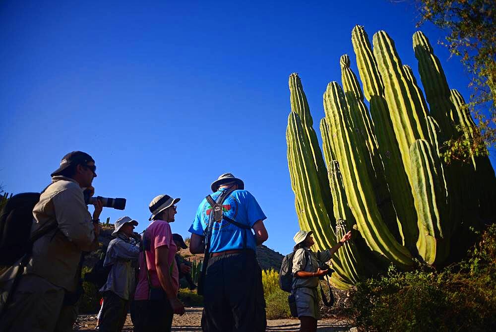 Visitors looking at large Mexican giant cardon cactus (Pachycereus pringlei) on Isla Santa Catalina, Baja California Sur, Mexico.