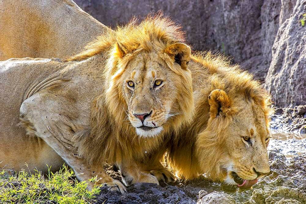 Two male African Lions (Panthera leo) in the Masai Mara, Kenya, quenching their thirst after feeding on a wildebeest.