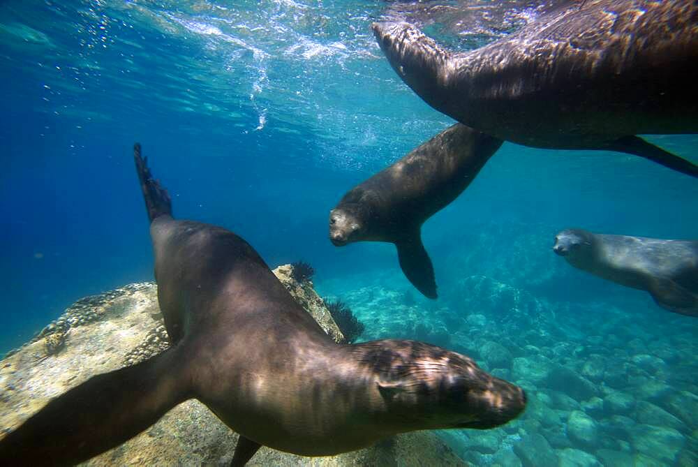 California sea lions (Zalophus californianus) swim in waters off Los Islotes, Sea of Cortez, Baja California Sur, Mexico