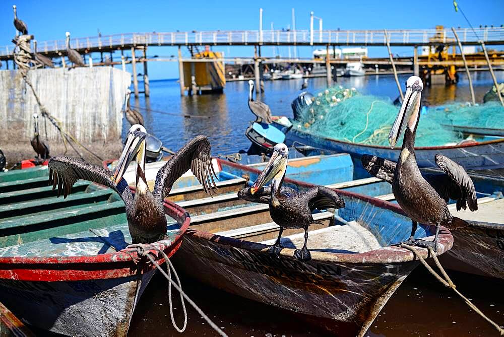 Pelicans on fishing boats, Santa Rosalia, Baja California Sur, Mexico