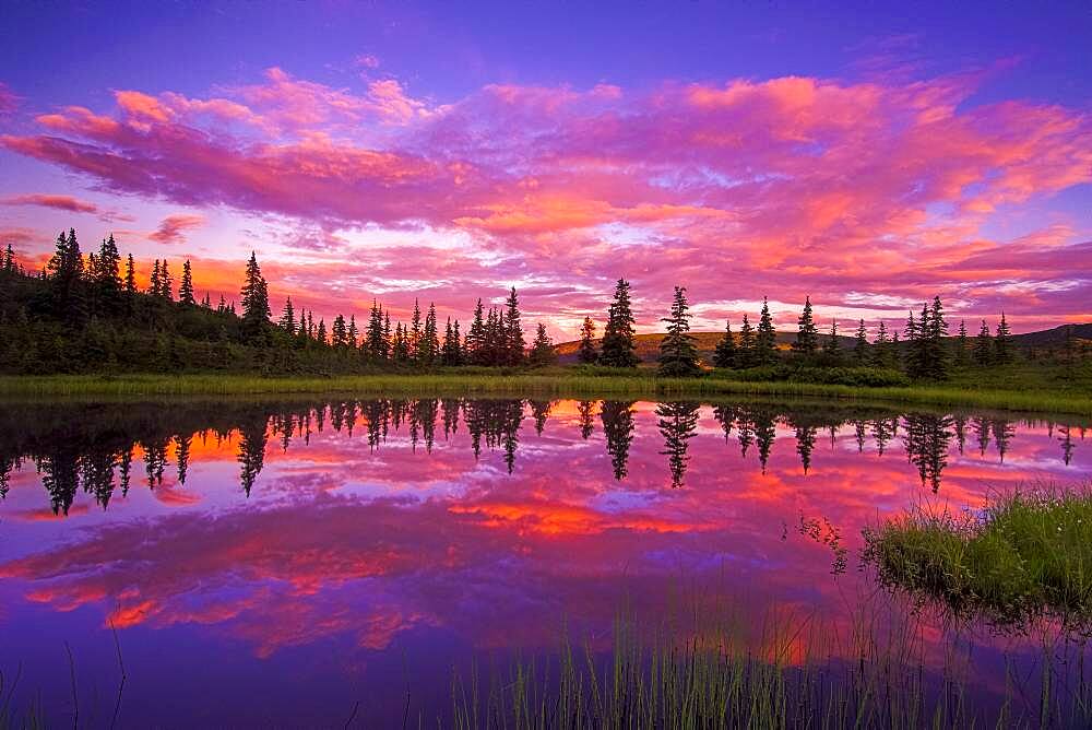 INTENSE Sunset Reflected in Nugget Pond, Denali National Park, Alaska