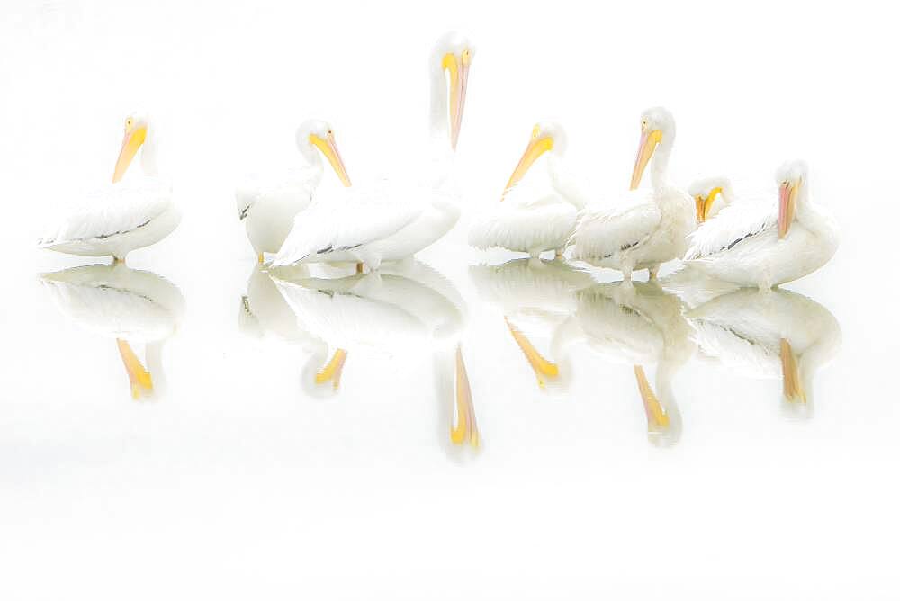 A pod of American White Pelicans (Pelecanus erythrorhynchos) reflected in a pond in heavy morning fog in the Viera Wetlands, Florida , USA.