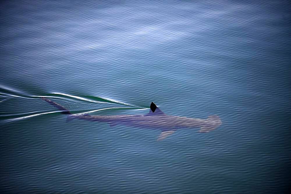 A smooth hammerhead shark (Sphyrna zygaena), swims under the surface in open ocean, breaking the water with its dorsal fin, Sea of Cortez, Mexico