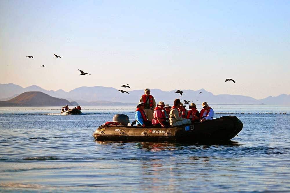 Exploring the Sea of Cortez on a zodiac, Baja California, Mexico