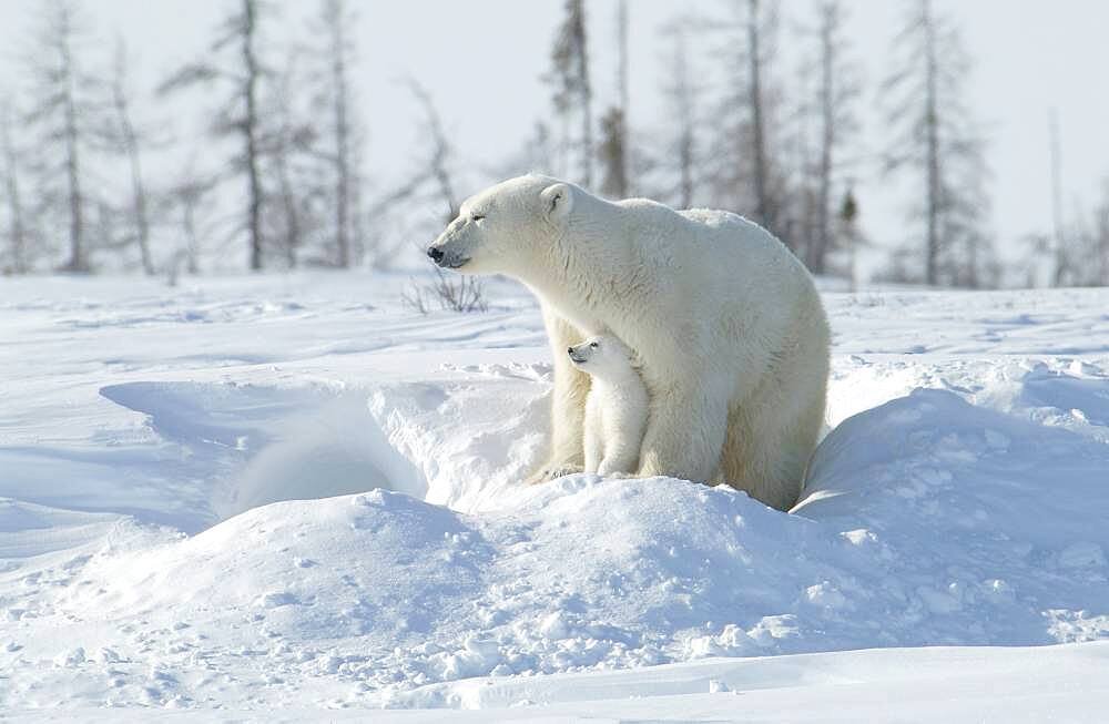 Mother Polar Bear (ursus maritimus) with cubs COY near snow den at Wapusk National Park, Hudson Bay, Churchill area, Manitoba, Northern Canada