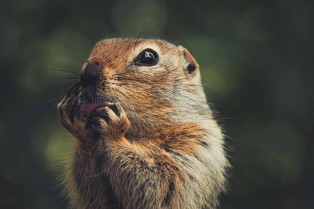 An Arctic Ground Squirrel (Uroticellus parryii) licks it's paws. Yukon Territory, Canada