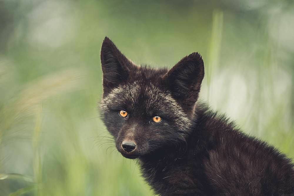 A black colored red fox baby (Vulpus vulpus). Yukon Territory, Canada.