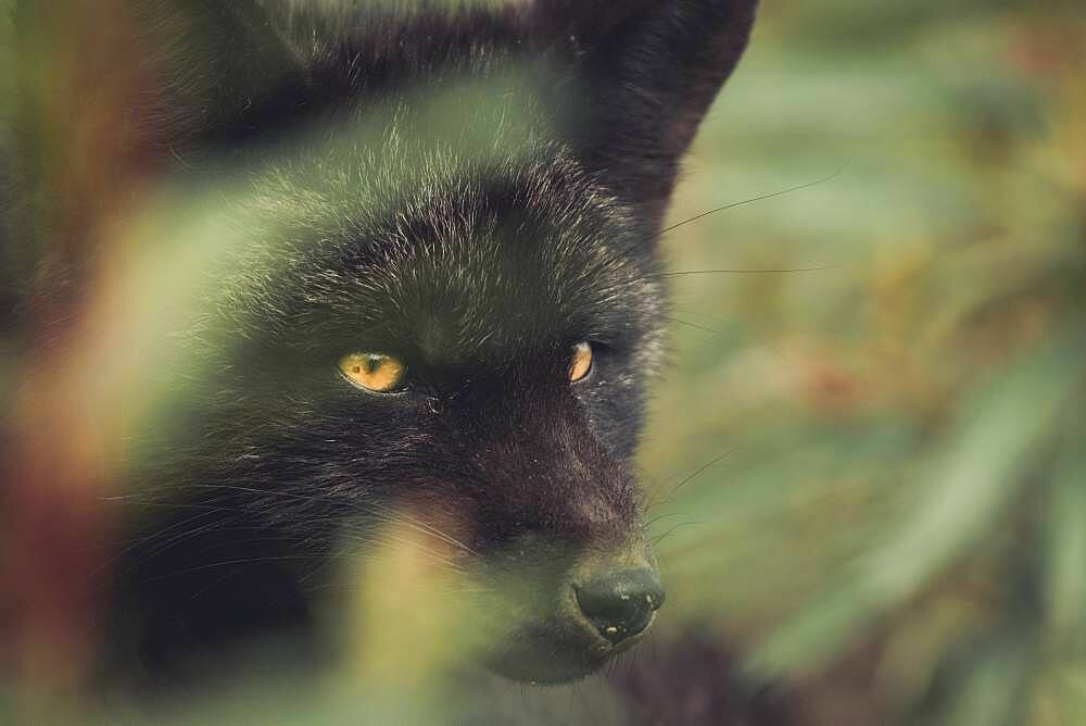 A black colored red fox baby (Vulpus vulpus) on the hunt. Yukon Territory, Canada.