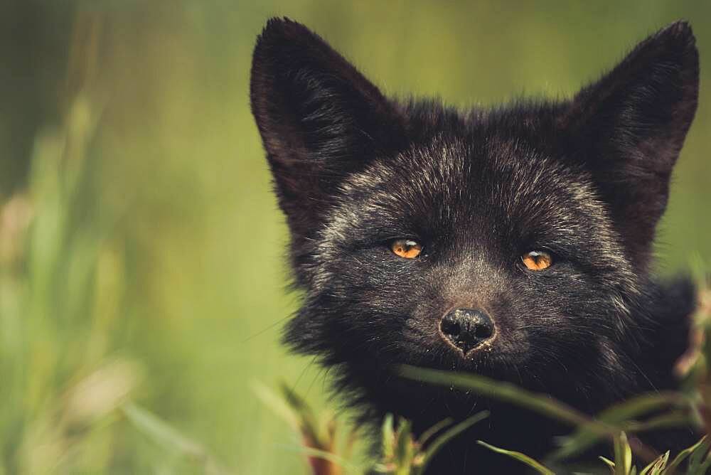 A black colored red fox baby (Vulpus vulpus). Yukon Territory, Canada