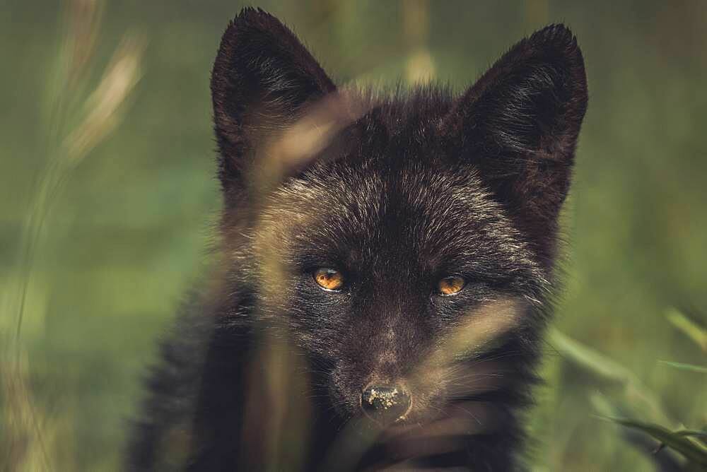 A black colored red fox baby (Vulpus vulpus). Yukon Territory, Canada