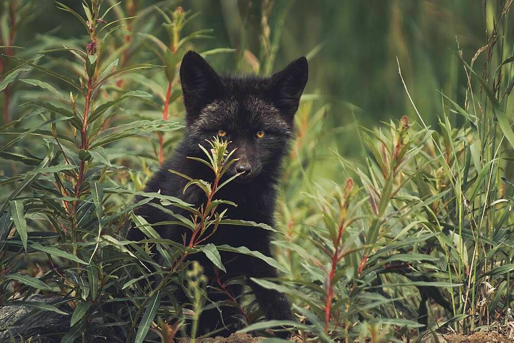 A black colored red fox baby (Vulpus vulpus) hides in between some fireweed. Yukon Territory, Canada