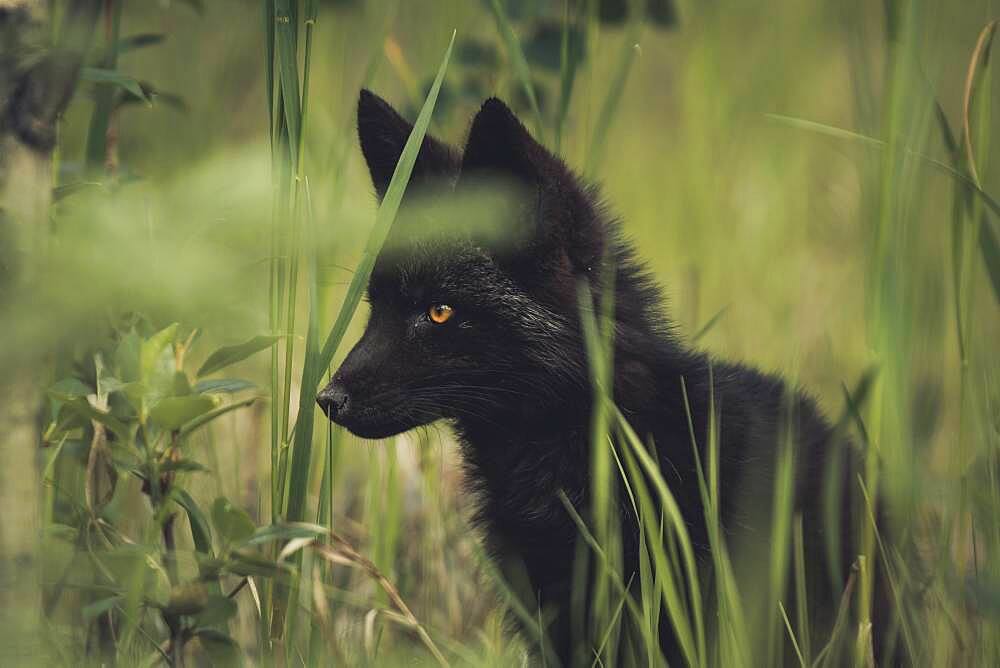 A black colored red fox baby (Vulpus vulpus) on the hunt. Yukon Territory, Canada