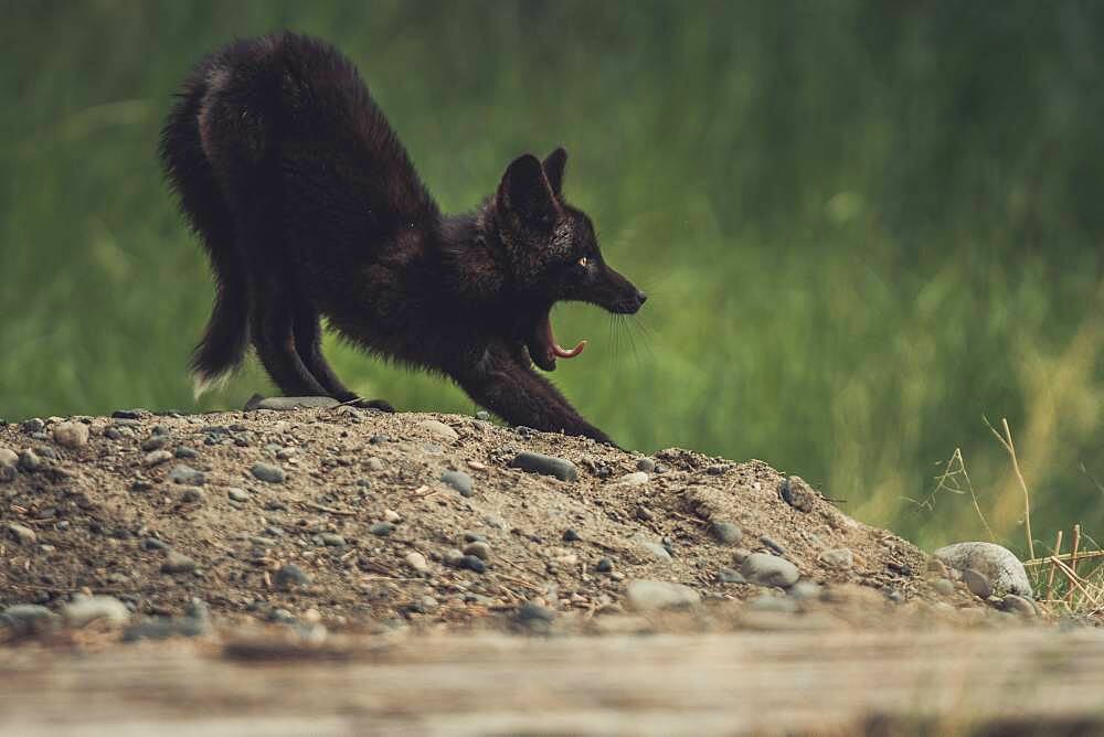 A black colored red fox baby (Vulpus vulpus) is yawning. Yukon Territory, Canada