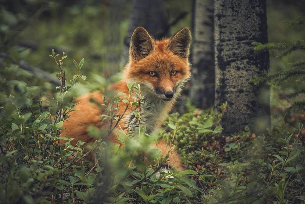 A young red fox (Vulpus vulpus) in the forest. Yukon Territory, Canada