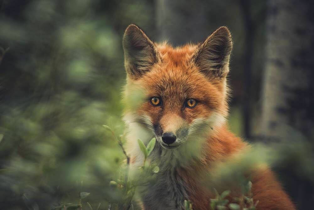 A young red fox (Vulpus vulpus) in the forest. Yukon Territory, Canada