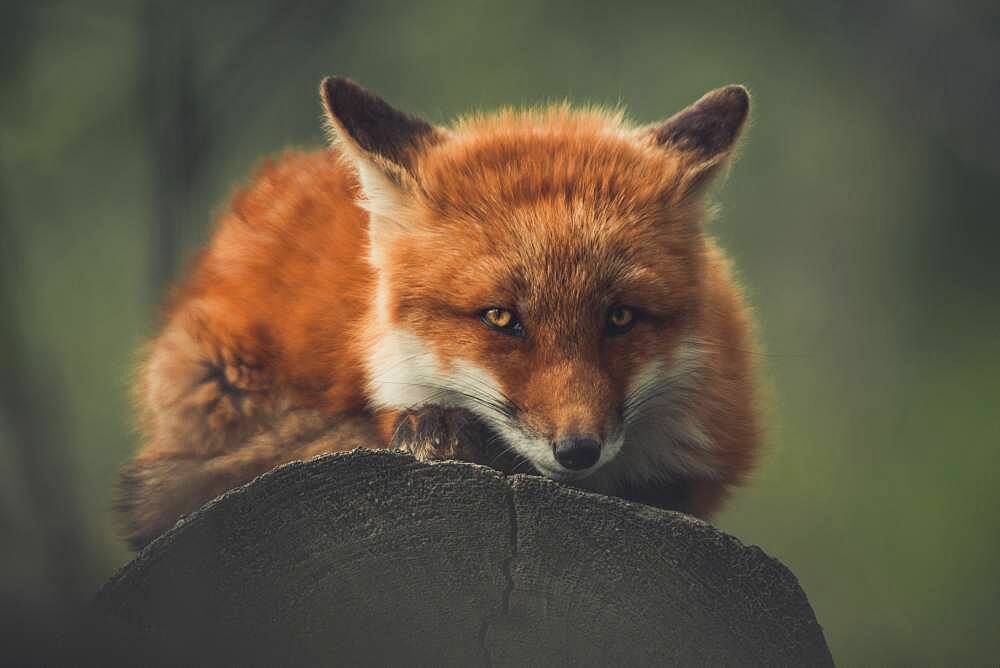 A young red fox (Vulpus vulpus) on his favorite spot. Yukon Territory, Canada