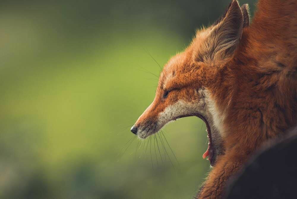 A young red fox (Vulpus vulpus) opens his mouth wide as he yawns. Yukon Territory, Canada