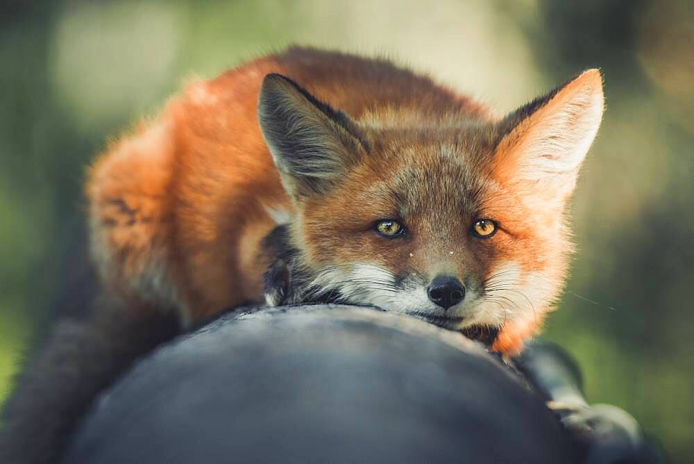 A young red fox (Vulpus vulpus) rests on an old log. Yukon Territory, Canada