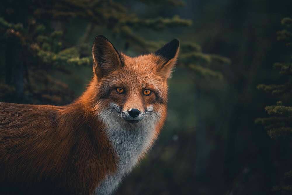 Portrait of a red fox (Vulpus vulpus). Yukon Territory, Canada