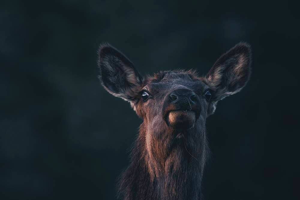 A female elk (Cervus canadensis) checks her surroundings curiously and cautiously. Yukon Territory, Canada