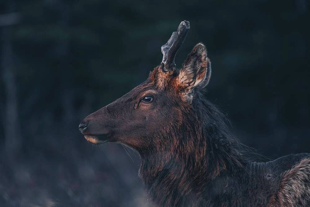 A young elk bull (Cervus canadensis) walks into the morning light. Yukon Territory, Canada