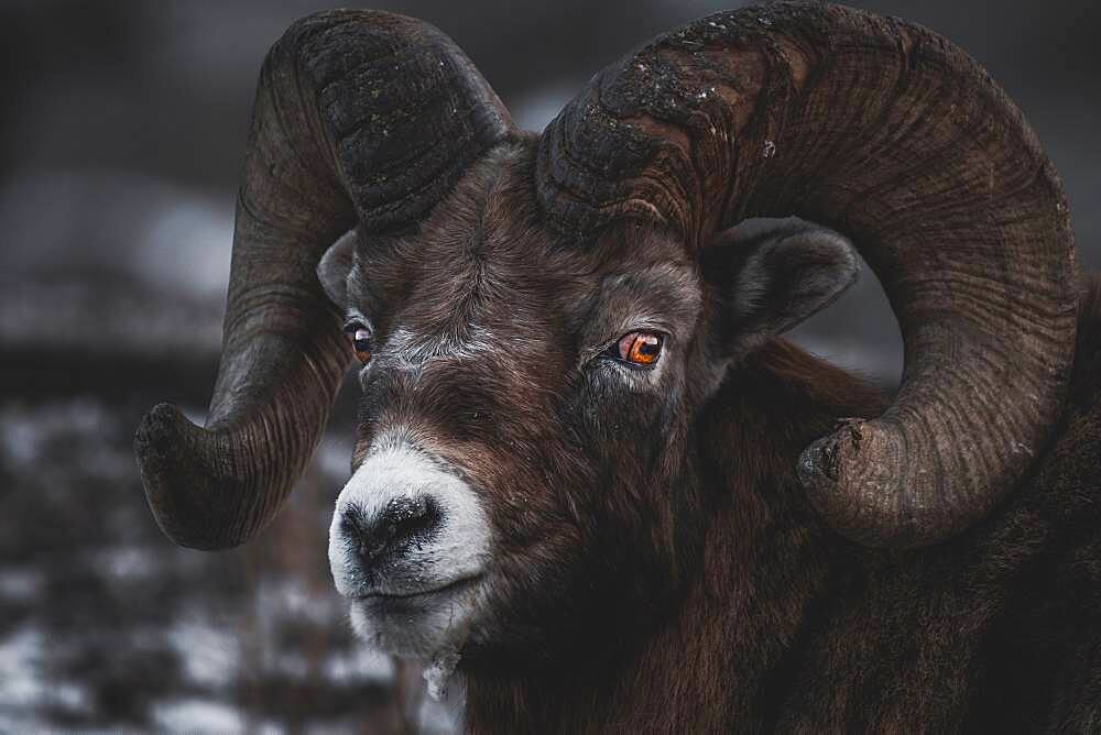 Bighorn Ram (Ovis canadensis) in Yukon Territory, Canada