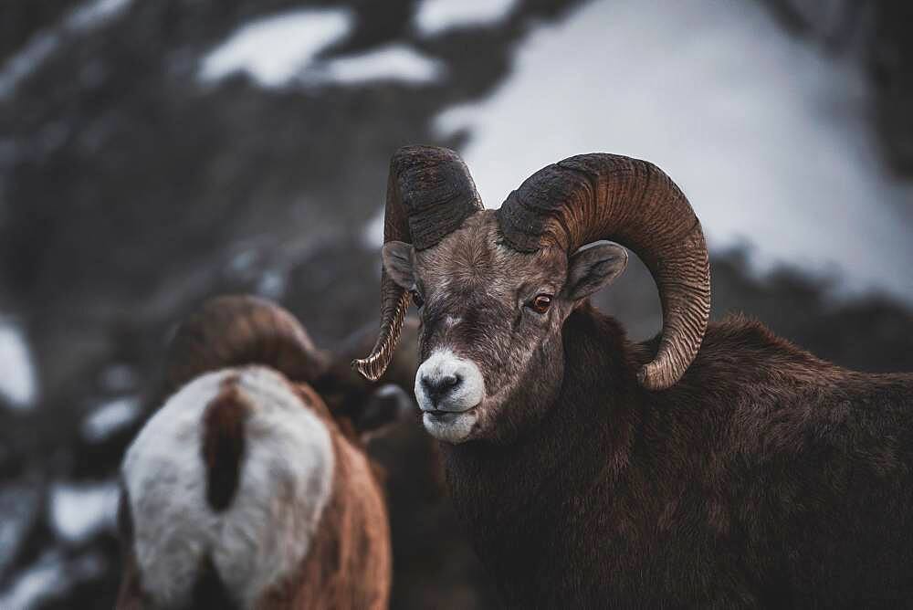 Bighorn Rams (Ovis canadensis) in Yukon Territory, Canada