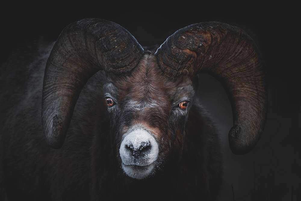 Bighorn Ram (Ovis canadensis) before dawn in Yukon Territory, Canada