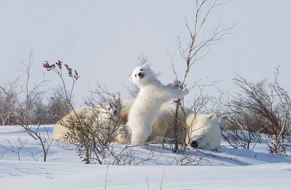 Mother Polar Bear (ursus maritimus) with cubs COY near snow den at Wapusk National Park, Hudson Bay, Churchill area, Manitoba, Northern Canada