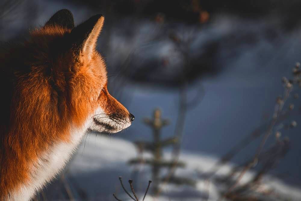 Red fox looking at horizon, Yukon Territory, Canada