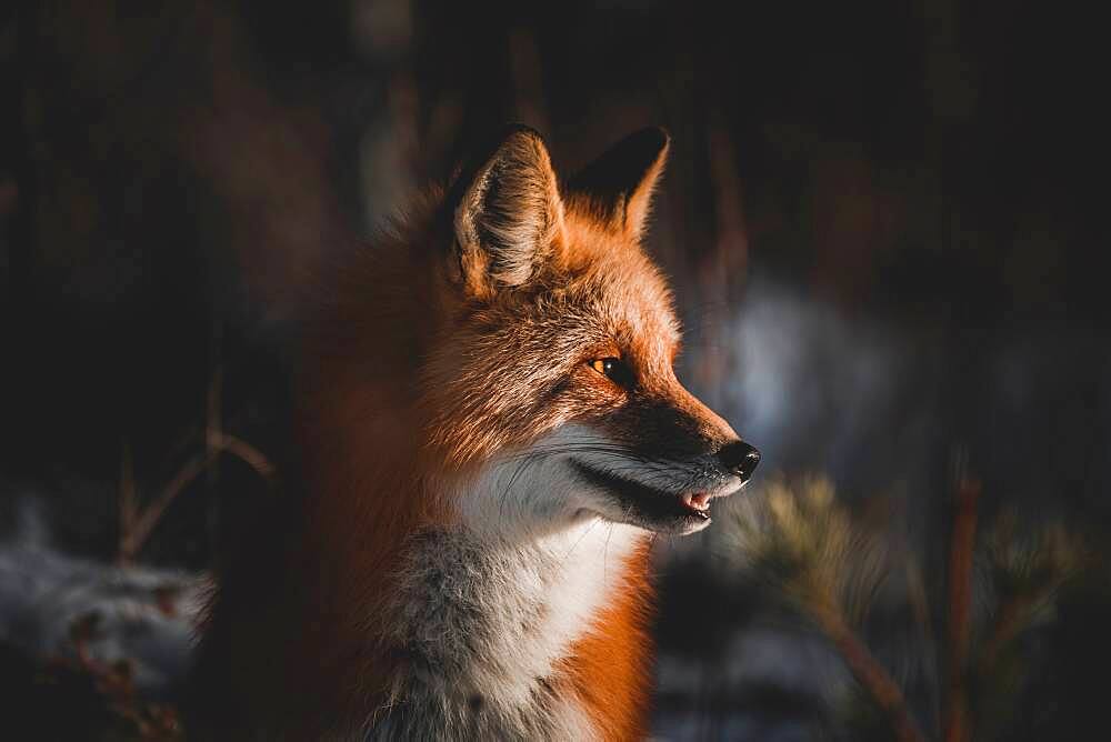 Red fox looking for prey to hunt, Yukon Territory, Canada