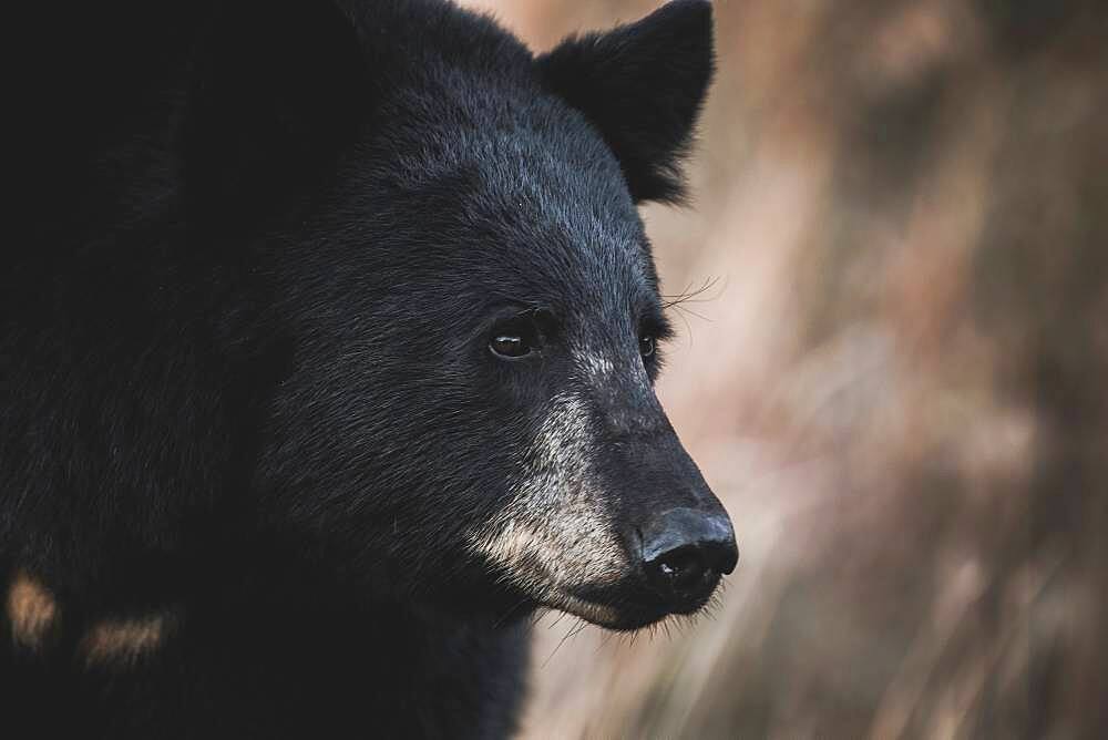 Close up portrait of male black bear (Ursus americanus), Yukon Territory, Canada.