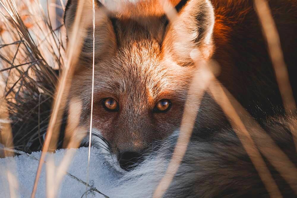 A red fox is laying in the snow and looks straight at the camera (Vulpus Vulpus), Yukon Territory