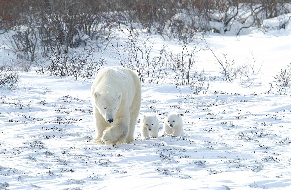 Mother Polar Bear (ursus maritimus) with cubs COY near snow den at Wapusk National Park, Hudson Bay, Churchill area, Manitoba, Northern Canada