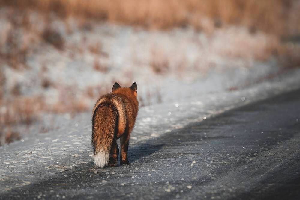 A red fox with fluffy winter fur walks along the side of a winter road, Yukon Territory