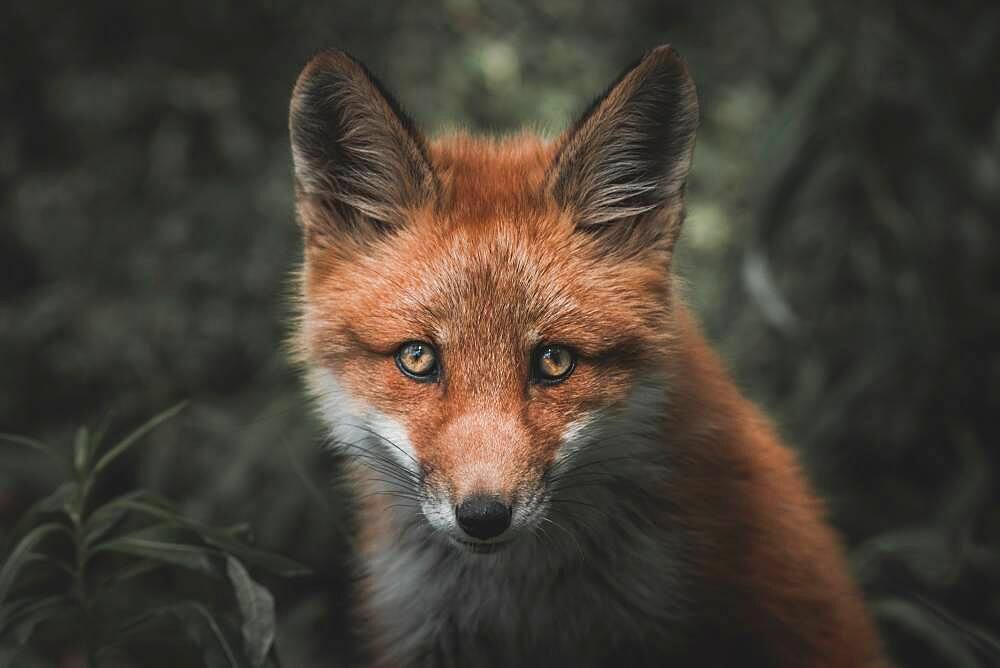 A young red fox stares at the camera from among the fireweed, Yukon Territory, Canada