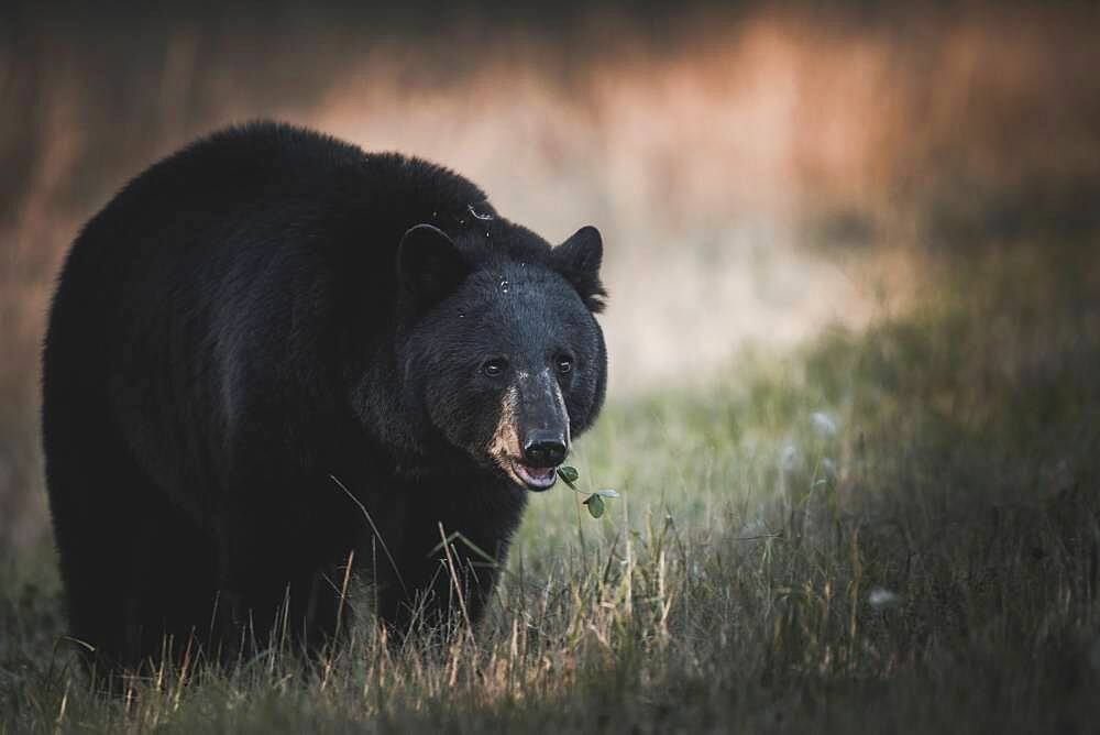 A well fed black bear (Ursus americanus) eats some green before the winter comes, Yukon Territory, Canada.