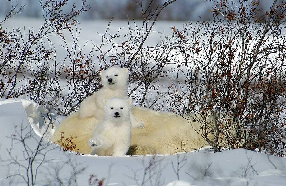 Mother Polar Bear (ursus maritimus) with cubs COY near snow den at Wapusk National Park, Hudson Bay, Churchill area, Manitoba, Northern Canada