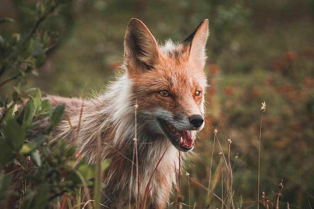 Portrait of Red Fox in Yukon Territory, Canada