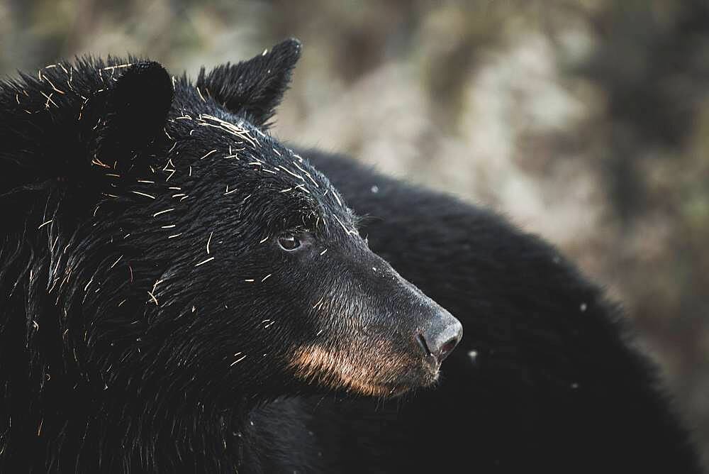 Portrait of Black Bear (Ursus americanus) in Yukon Territory