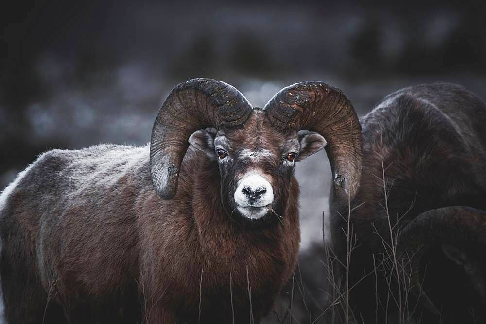 Bighorn Ram (Ovis canadensis) eating dry grass, Yukon Territory