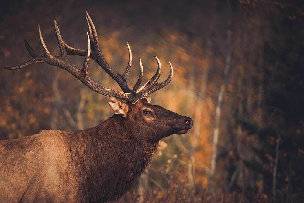 An elk bull, cervus canadensis, in the fall rutting season, Yukon Territory, Canada